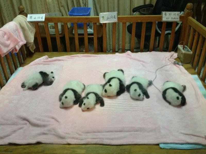 Сколько стоит поездка к пандам в Китай